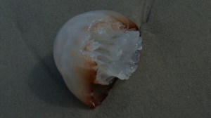 "Cabbage" Jelly Fish