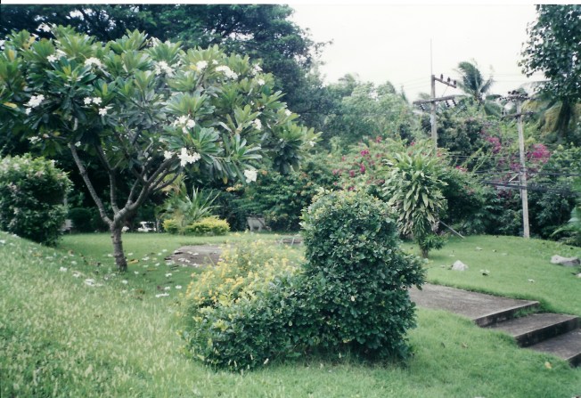 Beautiful Magnolia Trees