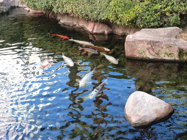 Koi Fish in Flamingo Hotel garden