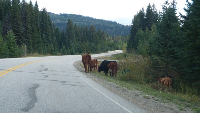 Cattle on HWY 3