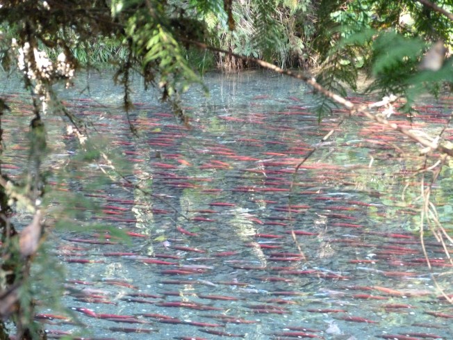 Meadow Creek Spawning Channel