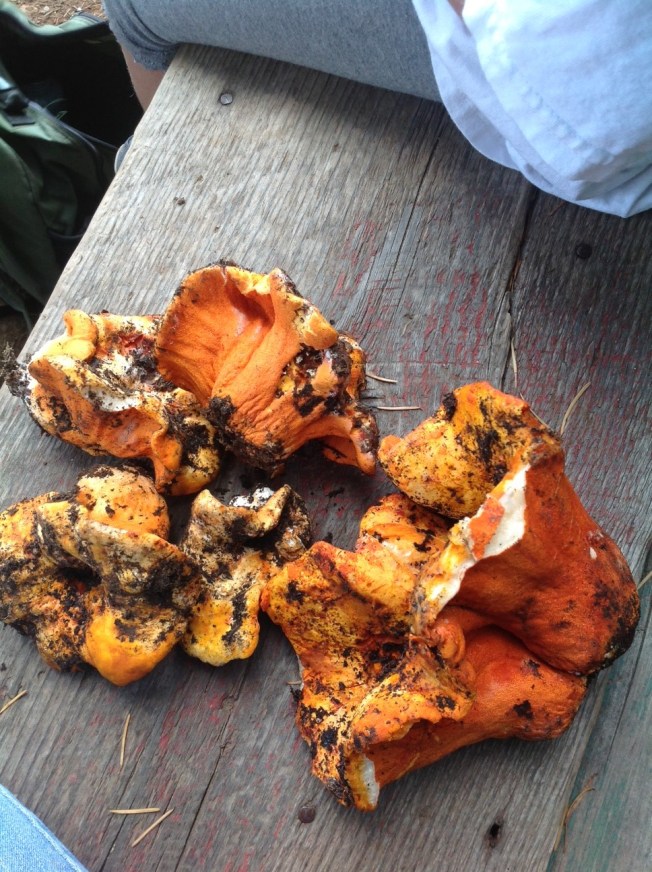 Lobster Mushrooms