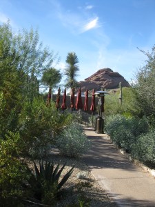 Desert Botanical Gardens 