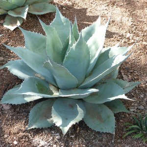 Agave scabra