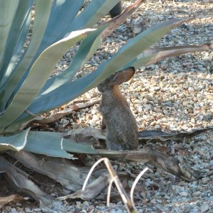Cotton Tail Rabbit
