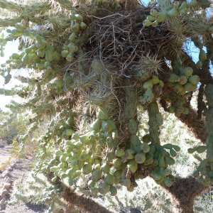 Chainfruit Cholla