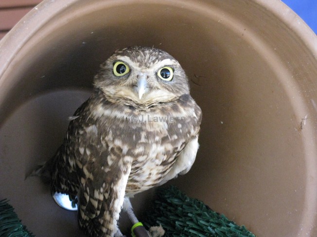 Young Grey Horned Owl