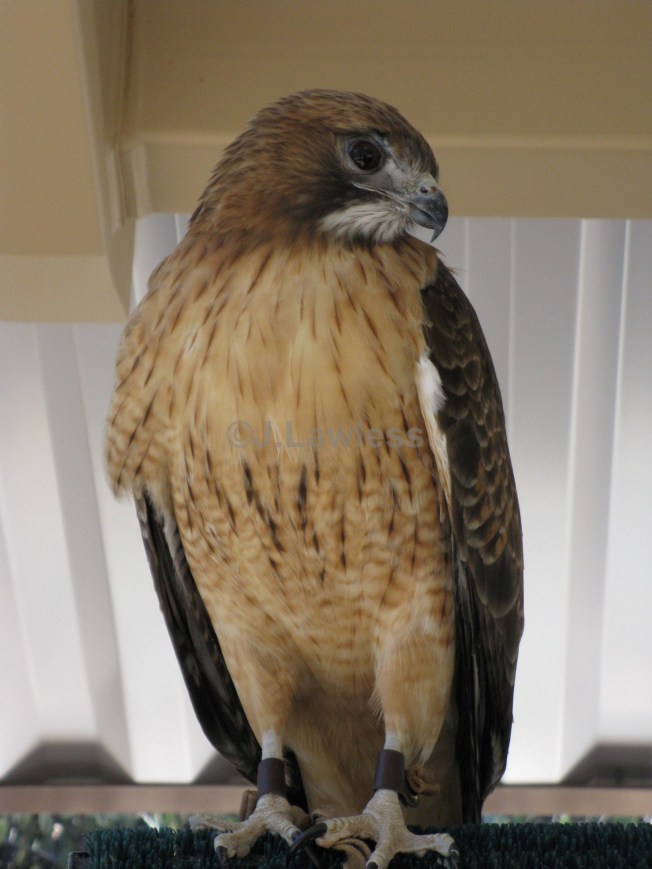 Red tailed Hawk