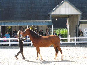 An Affectionate Mustang