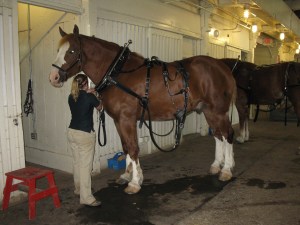 Clydesdale getting ready to pull the tram