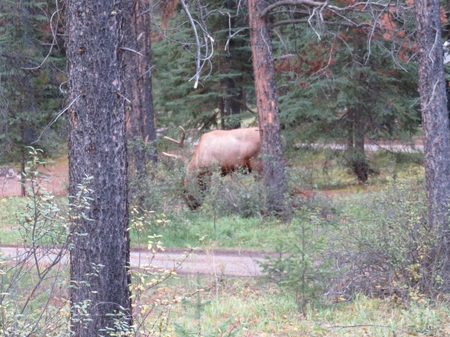 Glimpse of Elk