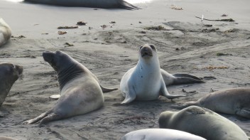 Elephant Seals