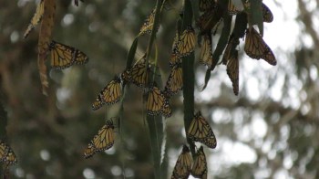Monarch Butterflies