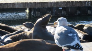Seals at Fisherman's Warf