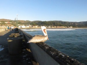 Birds on the Pier