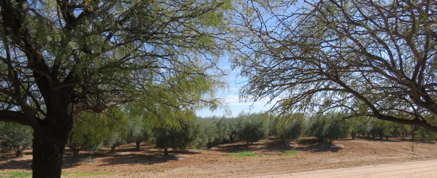 Olive Groves