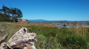 The rocky beach of Sand Piper