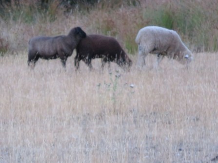 Farm Animals at Outer Island Guest Farm