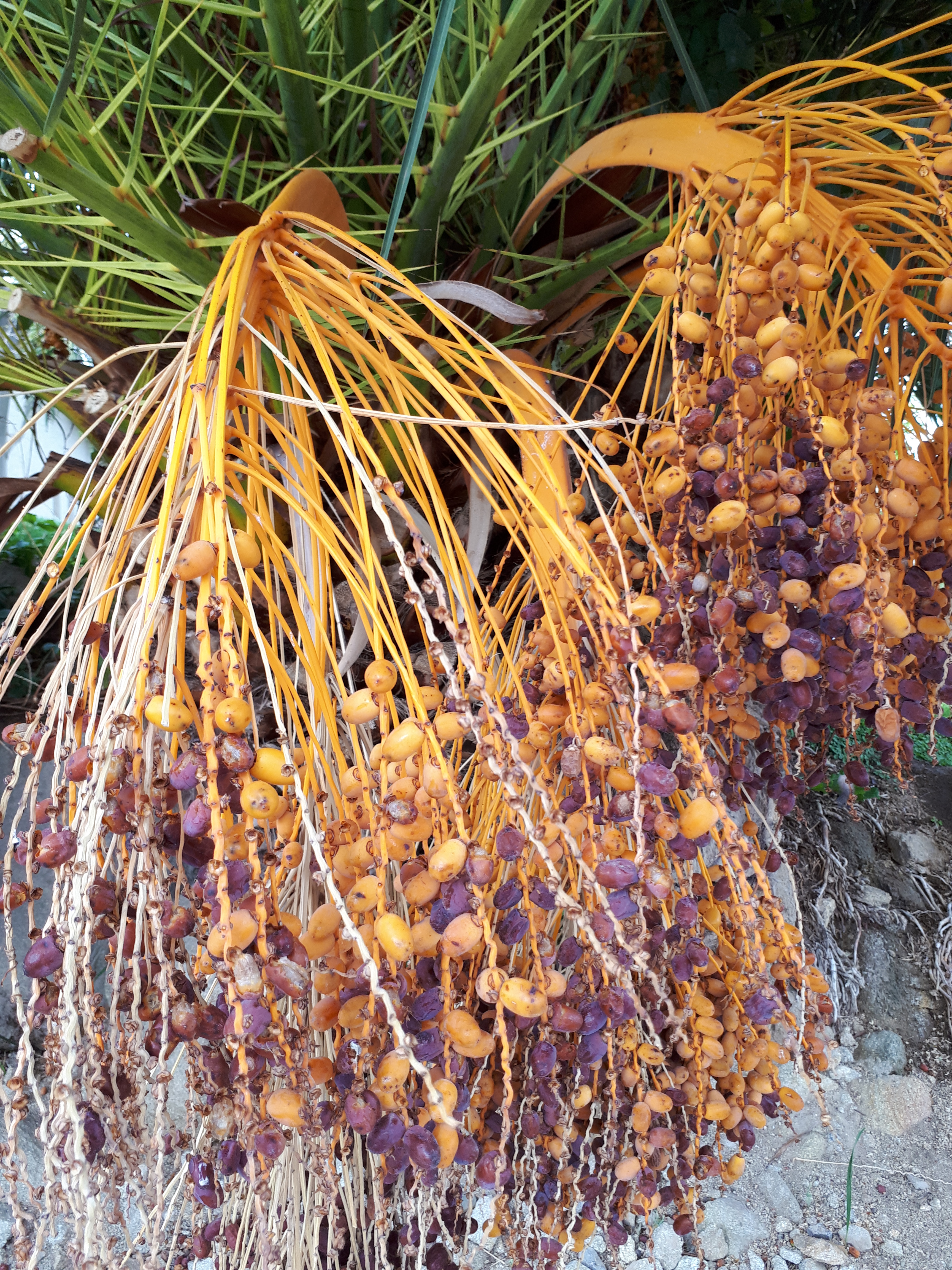 University of Texas El Paso Campus, plants