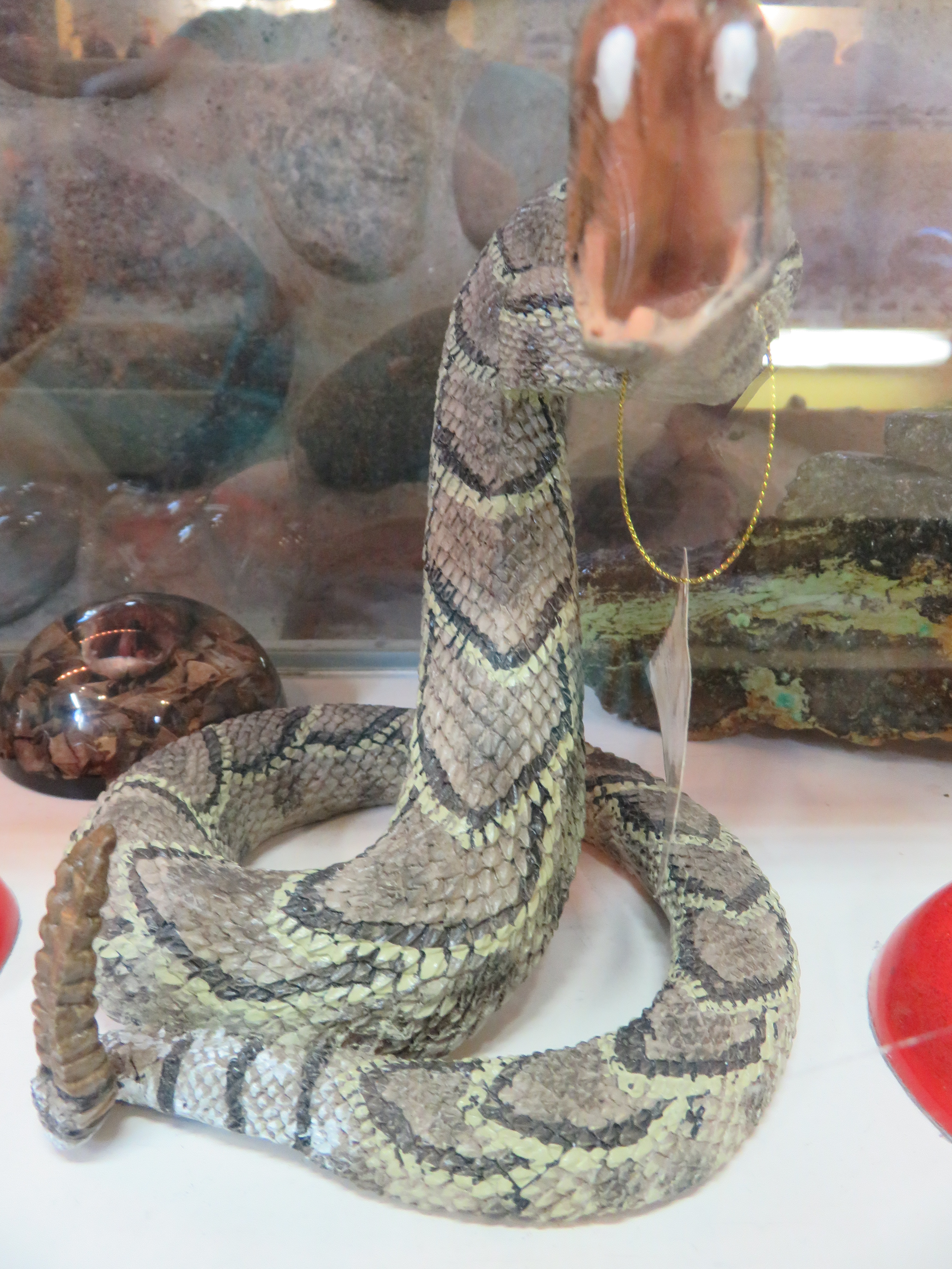 snake behind glass