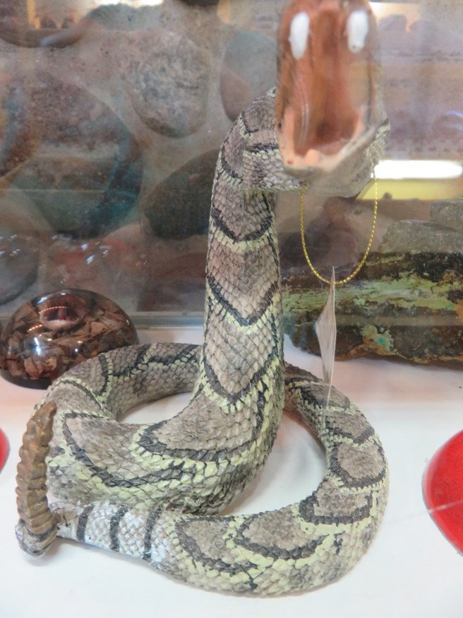 snake behind glass