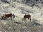 IMG_4262