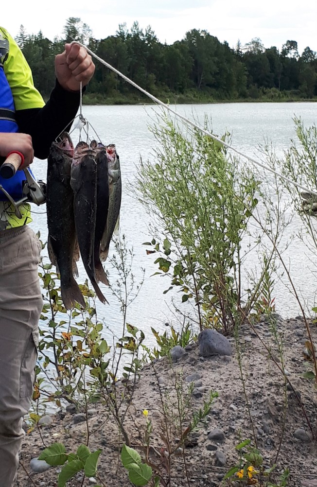 Good catch of large mouthed bass