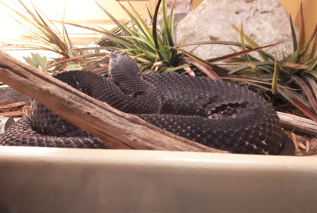One of several snakes at the Reptile Zoo, Peterborough, Ontario