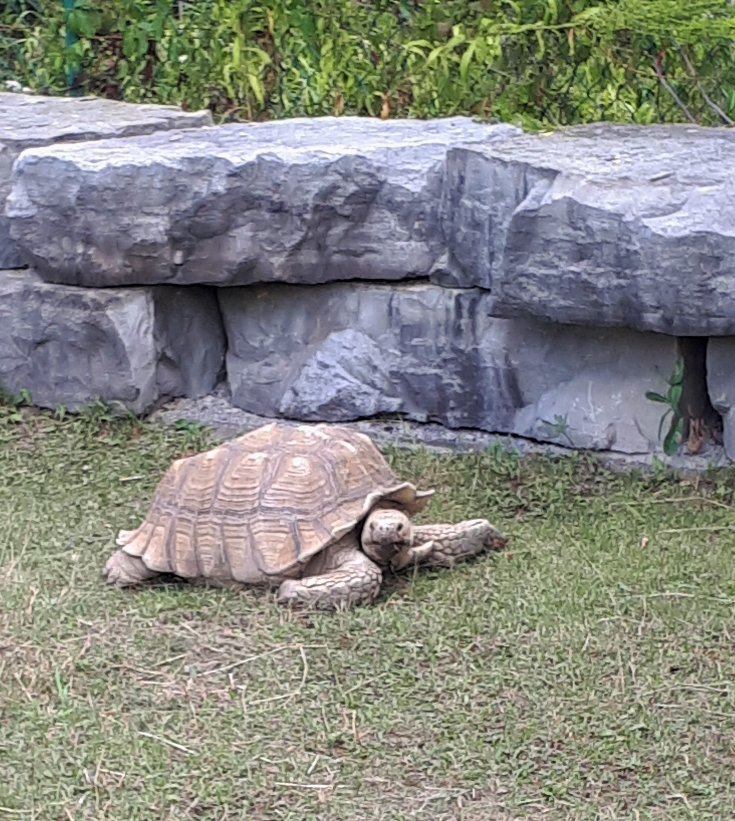 Tortoise at the Reptile Zoo