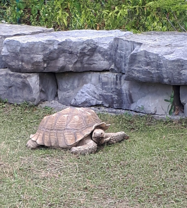 Tortoise at the Reptile Zoo