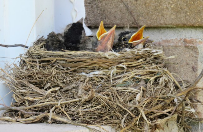 BabyRobins